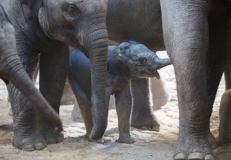 A new baby elephant calf was born at Dublin Zoo last weekend A new baby elephant calf was born at Dublin Zoo last weekend