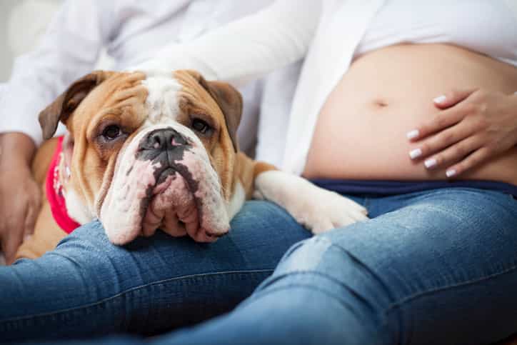 These are the pregnancy symptoms your dog can sense when you’re expecting These are the pregnancy symptoms your dog can sense when you’re expecting