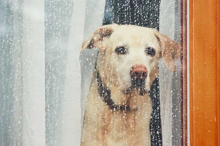 Dog’s reaction to his owner coming home is proof that we don’t deserve them