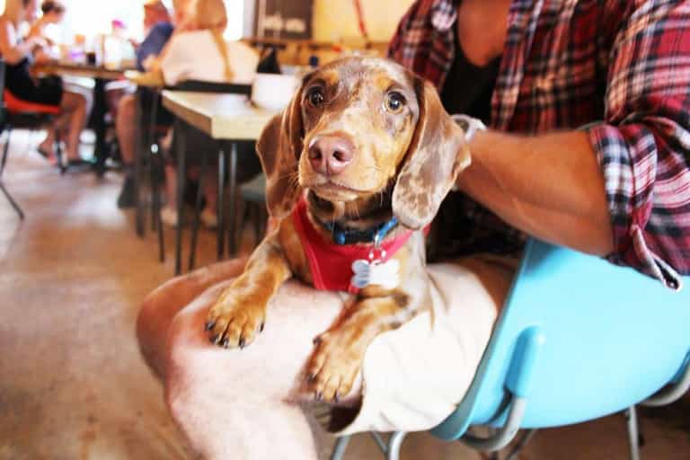 Cork is getting its very first DOG cafe and it looks like an absolute dream spot