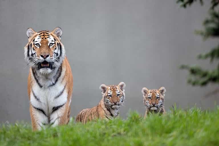 Dublin Zoo have asked the public to help them name their new cubs Dublin Zoo have asked the public to help them name their new cubs