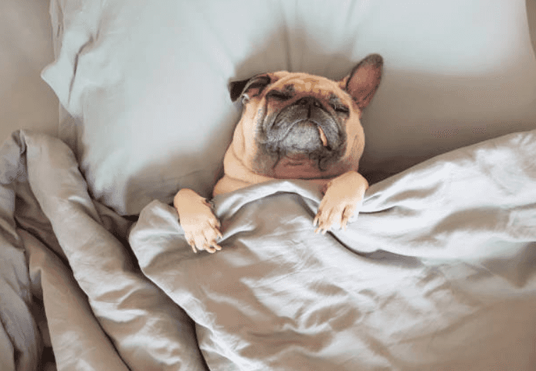 There’s a new mini staircase to make it easier for your dog to hop up on the bed There’s a new mini staircase to make it easier for your dog to hop up on the bed
