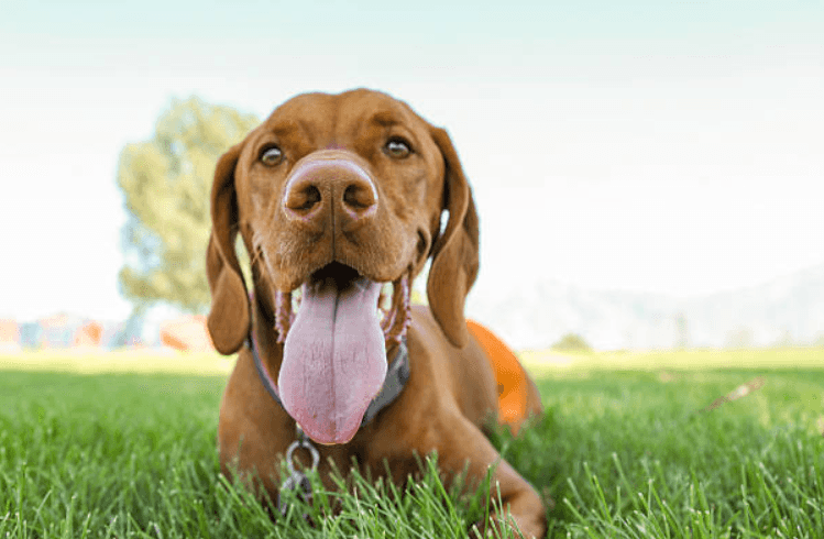 Dog owners warned about effects of Xylitol after one dog passes away Dog owners warned about effects of Xylitol after one dog passes away