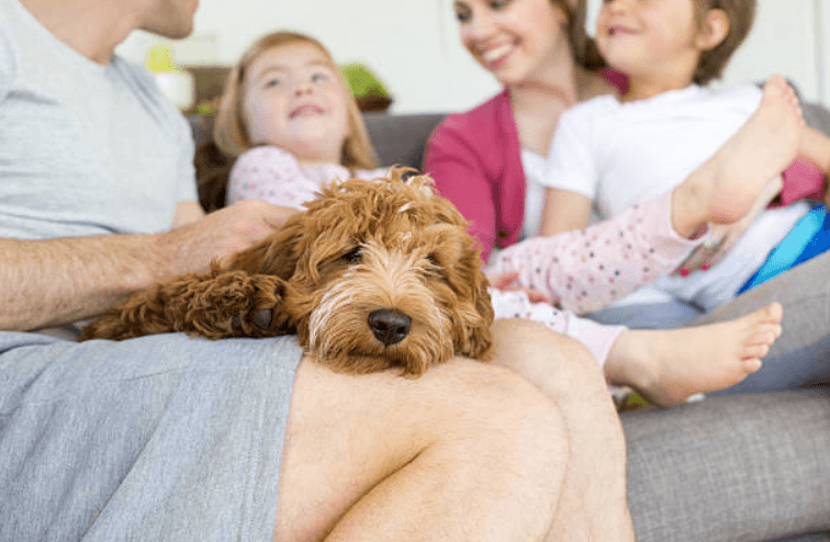 Parents and pets: What’s the worst thing your furry friend has done? Parents and pets: What’s the worst thing your furry friend has done?