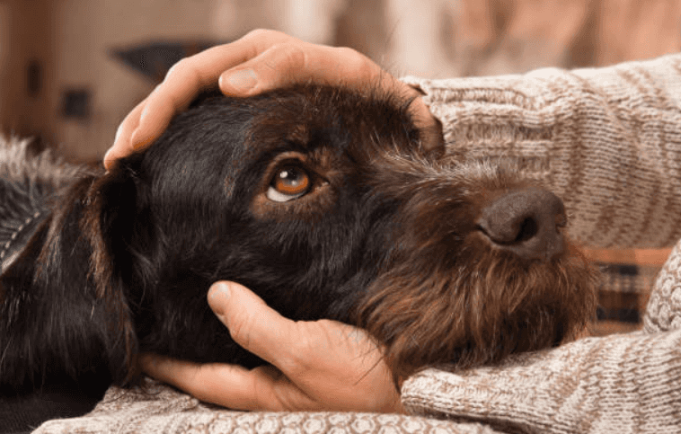 No more tears! This website warns you if any dogs die in a movie or book No more tears! This website warns you if any dogs die in a movie or book