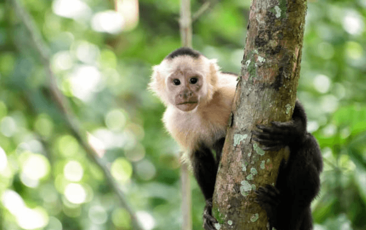Mother admits she wants a pet monkey, and everyone thinks it’s ludicrous