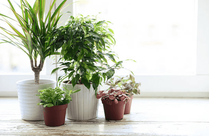 There’s a hotel for house plants to keep them ‘safe’ while you’re on holiday There’s a hotel for house plants to keep them ‘safe’ while you’re on holiday
