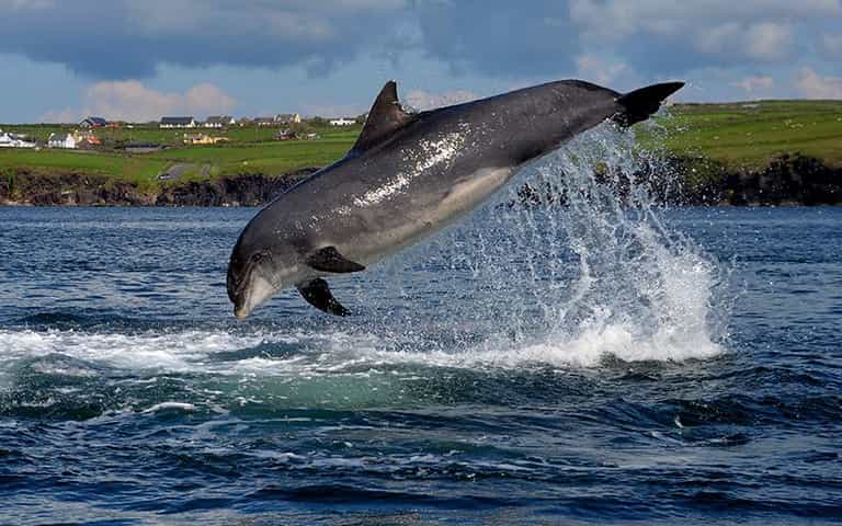 Fungie has been named the Guinness World Records’ oldest dolphin living alone Fungie has been named the Guinness World Records’ oldest dolphin living alone