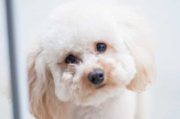 The most popular dog names of 2019 have been revealed The most popular dog names of 2019 have been revealed