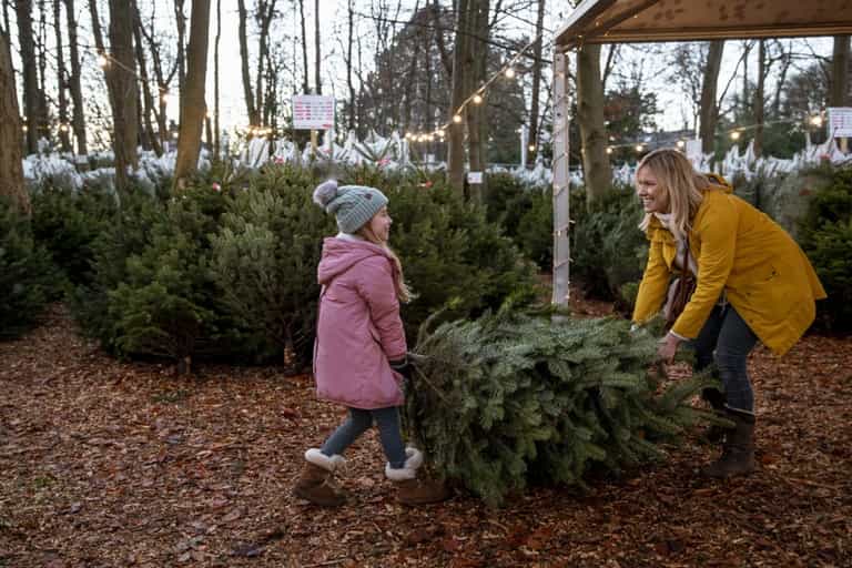 According to tradition, your Christmas tree should stay put until after THIS date According to tradition, your Christmas tree should stay put until after THIS date