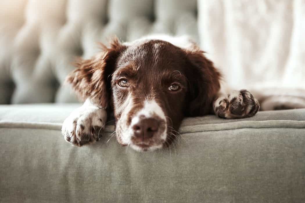 Concerning number of people in Ireland are surrendering their dogs