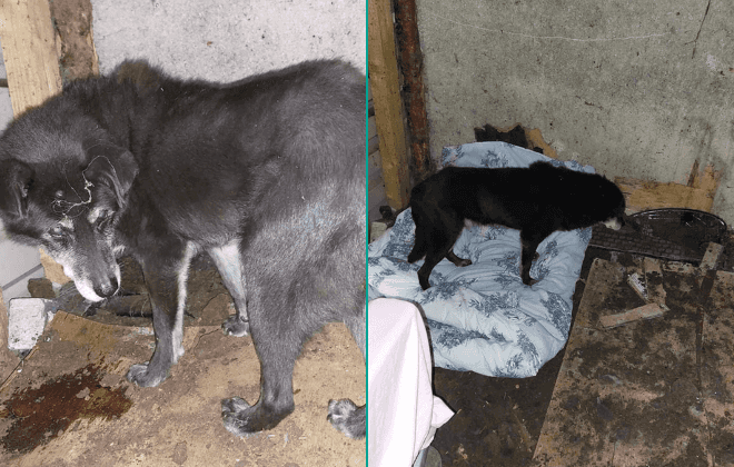 Urgent plea for 19-year-old Labrador to find his ‘end of life home’