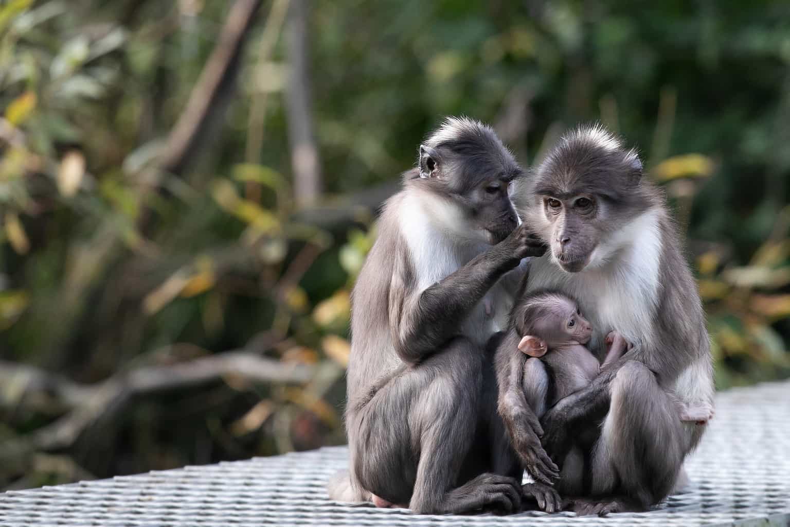 Celebrate Father’s Day at Dublin Zoo: ‘Dads Go Free’ this Sunday