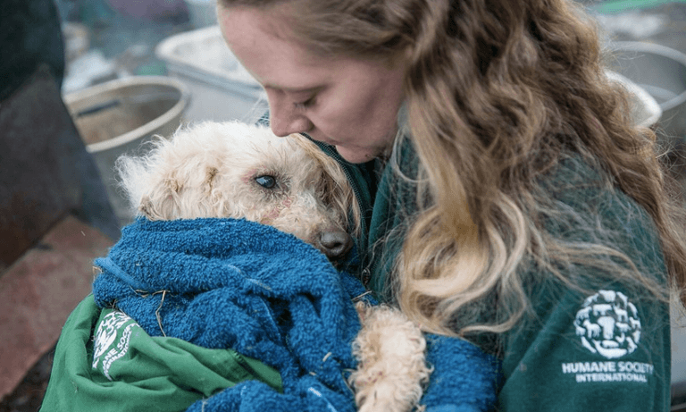 Hundreds of dogs have been rescued from a meat farm in South Korea