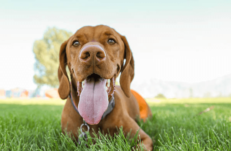 Dog owners warned about effects of Xylitol after one dog passes away Dog owners warned about effects of Xylitol after one dog passes away