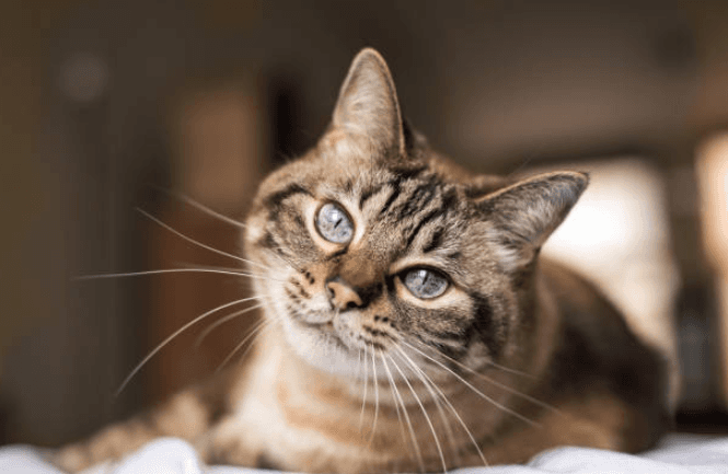 Research finds that if you own a cat, it will start to mimic your actions Research finds that if you own a cat, it will start to mimic your actions