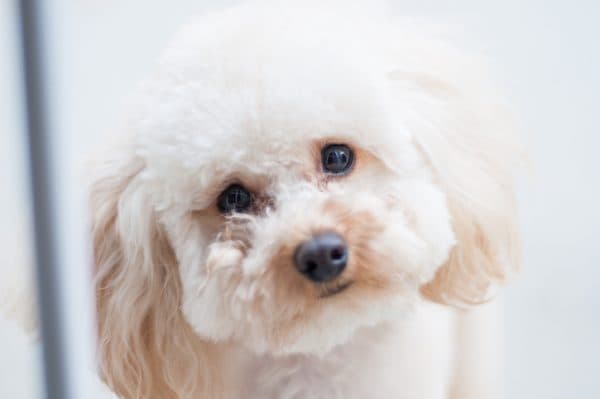 The most popular dog names of 2019 have been revealed