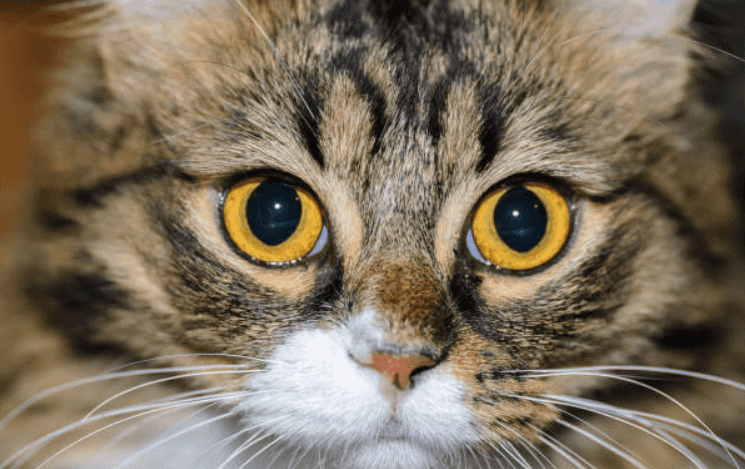 This cat walks around like T-rex because she was born with no elbows This cat walks around like T-rex because she was born with no elbows