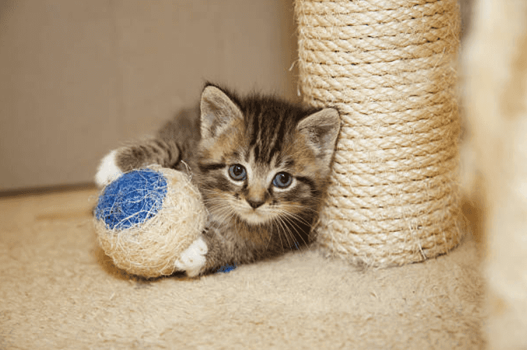 Little kitten born with a rare condition now able to walk again thanks to 3D printed leg Little kitten born with a rare condition now able to walk again thanks to 3D printed leg