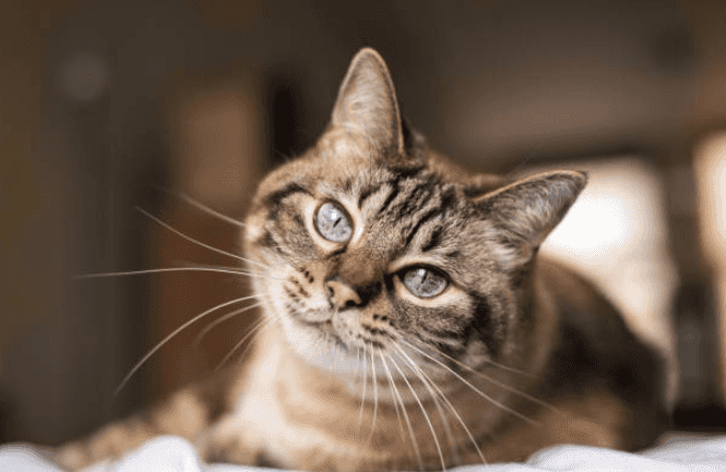 Research finds that if you own a cat, it will start to mimic your actions Research finds that if you own a cat, it will start to mimic your actions