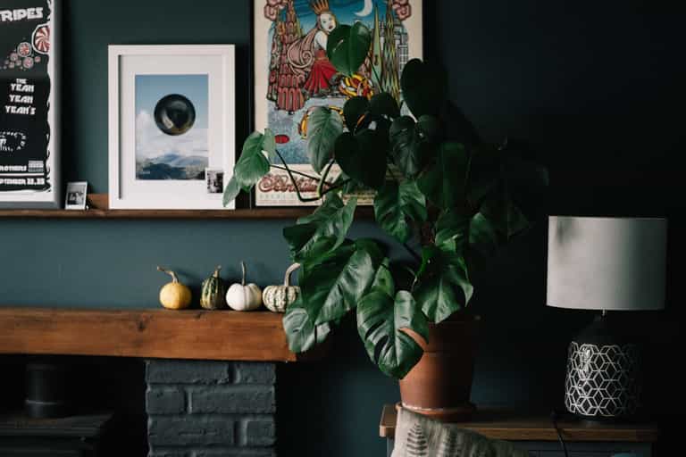 Green-thumb free? Here are five houseplants you couldn’t kill if you tried Green-thumb free? Here are five houseplants you couldn’t kill if you tried